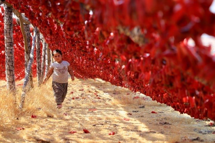 <p>Gaziantep`te kurutmalıklar ev kadınlarının kazanç kapısı</p>
<p> </p>
<p>Gaziantep`in Oğuzeli ilçesinde yaz sezonunda hazırlanan ve artık yurt dışına da gönderilmeye başlanan kurutmalıklar, ev kadınlarının gelir sağladığı sektör haline geldi. Kurutmalıklar, ilçenin hakim tepelerine kurulan çardaklarda kurutuluyor.</p>
<p> Adsız Günebakan</p>
<p> </p>
<p> </p>