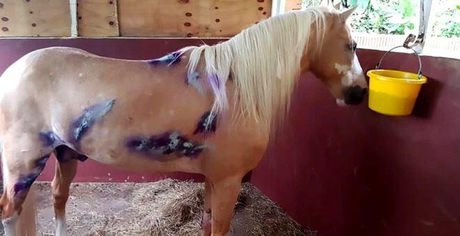 <p>Öte yandan Ranchero'nun son hali yürek burktu. Saman yerken çekilen fotoğrafı Facebook'ta viral oldu.</p>
