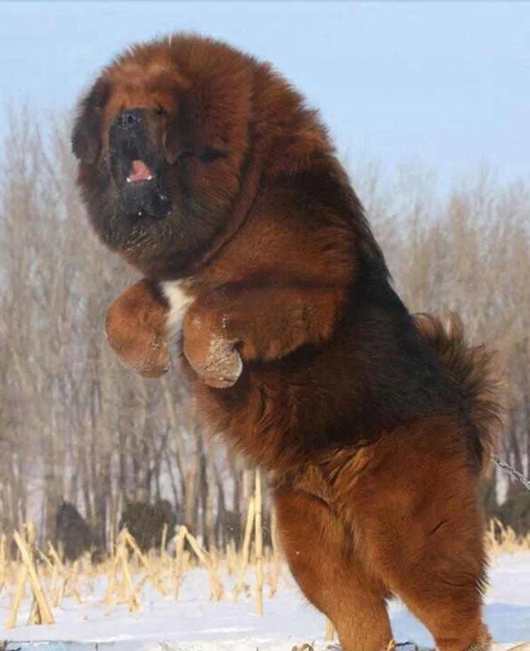 <p>Tibetan Mastiff</p>

<p> </p>
