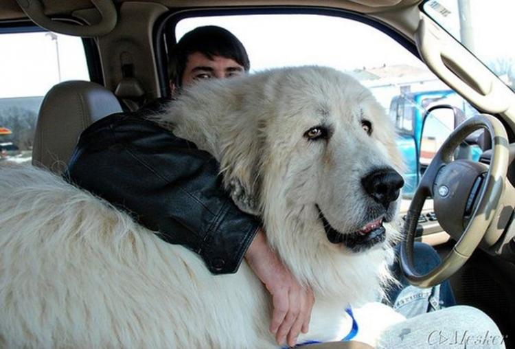 <p>The Great Pyrenees</p>
