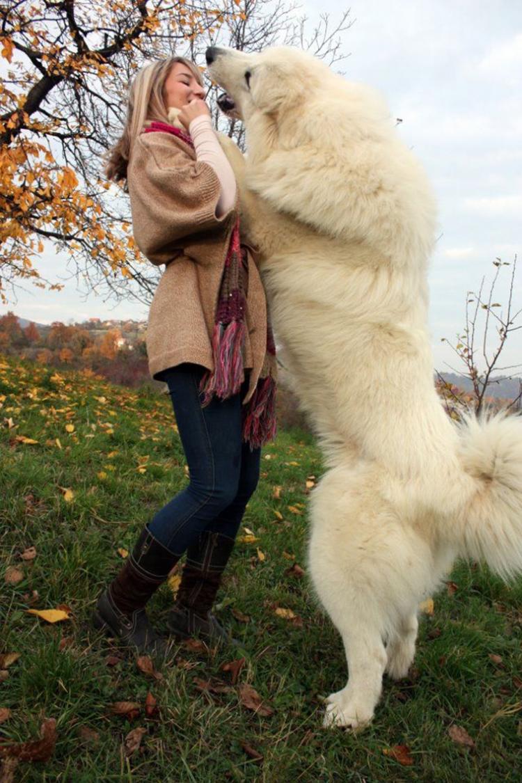 <p>The Great Pyrenees</p>
