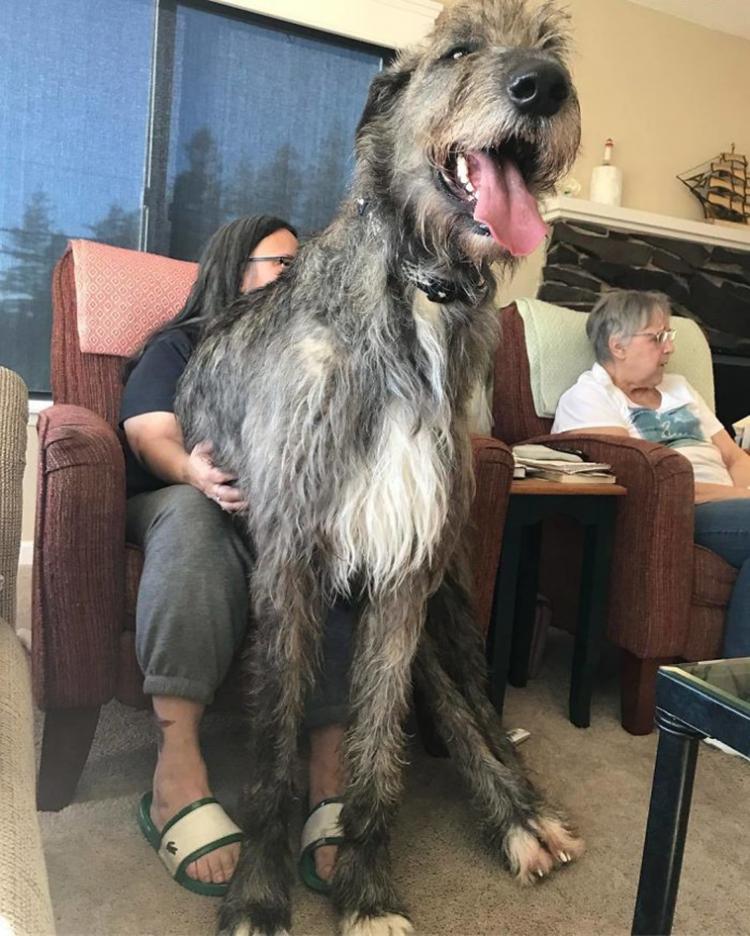 <p>Irish Wolfhound</p>
