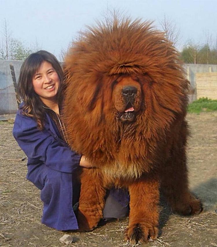 <p>Tibetan Mastiff</p>

<p> </p>
