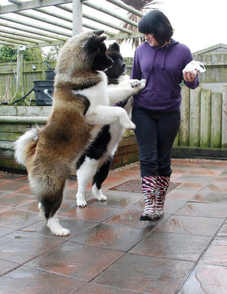 <p>Akita</p>
