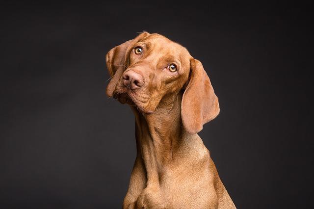 <p>İşte devasa köpek cinsleri ve sahipleri...</p>
