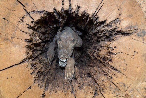 <p>Bir ağacın gövdesine sıkışarak hayatını kaybeden köpeğin cesedi, ağacın salgıladığı kimyasallar sayesinde 50 yıl kadar çürümeden kalmayı başardı. </p>
<p> </p>