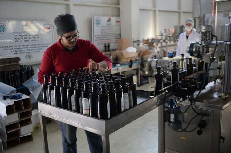 <p>Bu sezonu verimli geçiren zeytin üreticileri, Avrupa ülkelerinin yanı sıra Kanada'ya ihracat yapmanın mutluluğunu yaşıyor.</p>