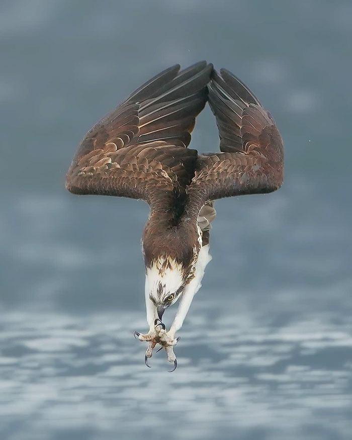 <p>Osprey, ayakları üzerinde balık yakalamak için mükemmel olan kavisli pençelere sahip.</p>
