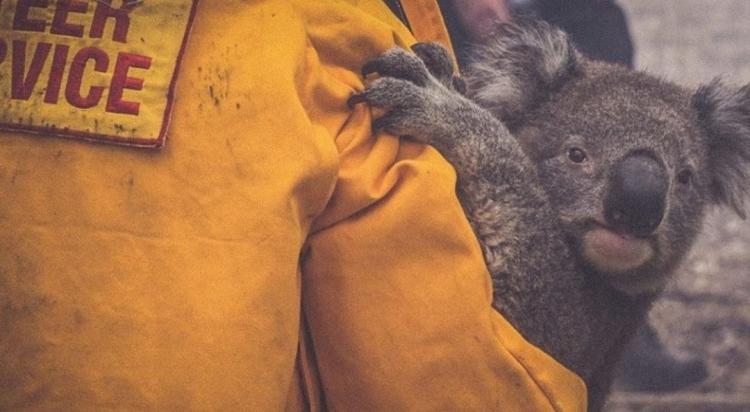 <p>Son yılların en büyük facialarından biri Avustralya'da yaşanıyor. Eylül'den bu yana ülkeyi esir alan yangınlar nedeniyle 500 milyona yakın hayvan ve 23 insan hayatını kaybetti.</p>
