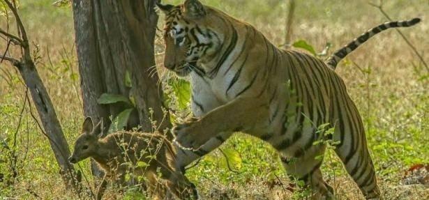 <p>Hindistan'da bulunan Tadoba Andhari Kaplan Rezervi'nde çekilen görüntüler şaşkınlık yarattı. Fotoğrafçı Souvik Kundu, bir dişi kaplanın yavru geyikle oynadığı anları görüntüledi.</p>
