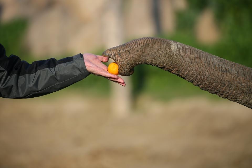 <p>Yaşam parkında sevimli hareketleriyle dikkat çeken lemurların yuvalarında bulunan doğal gazlı ısıtıcılar gün boyu hayvanları sıcak tutuyor. </p>

<p> </p>
