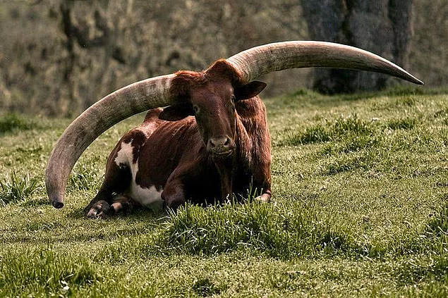 <p><strong>Ankole-Watusi</strong></p>
