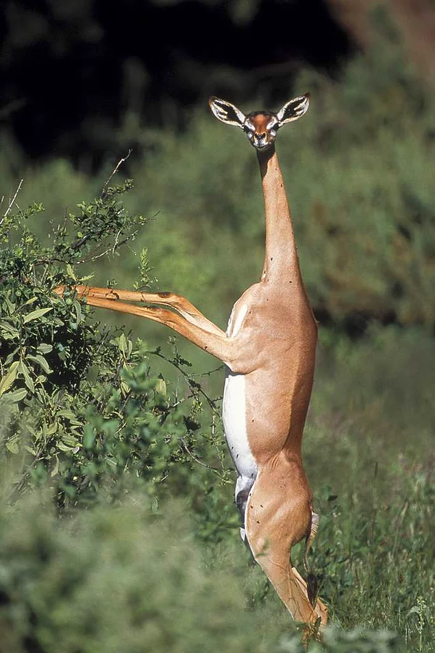 <p><strong>Gerenuk</strong></p>
