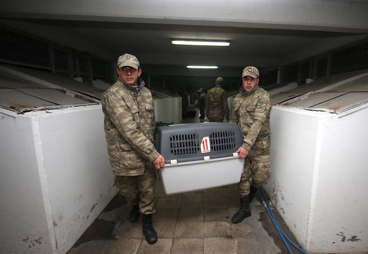 <p>Test sonucunda yeteneklerine göre kategorilendirilen köpekler, seçildikleri takımlarda uyum döneminden geçiriliyor.</p>

<p> </p>
