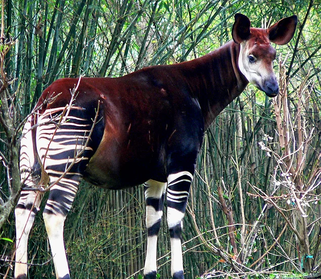 <p><strong>Okapi</strong></p>
