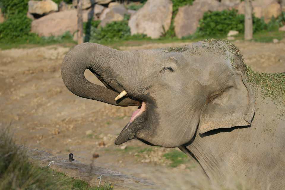 <p><strong> Doğal gazlı ısıtıcılarla ısınıyorlar</strong></p>

<p>Ekipler, bu kapsamda anavatanı Madagaskar olan ve iri parlak gözleri ile dikkat çeken parkın sevimli sakinlerinden lemurlar için de farklı çalışmalar yürütüyor.</p>
