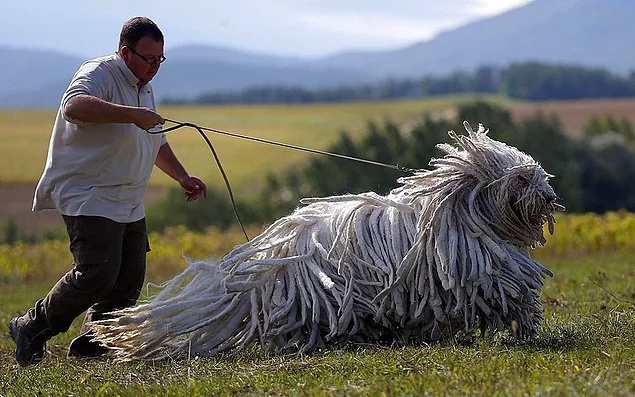 <p><strong>Bergamasco Çobanköpeği</strong></p>
