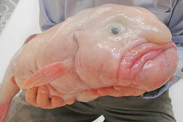 <p><strong>Blobfish</strong></p>
