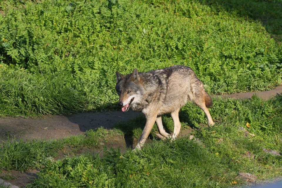 <p>Ziyaretçilerin en çok ilgi gösterdiği hayvanların başında gelen lemurlar, güneşli havalarda ise yüzlerini güneşe dönüp kollarını kaldırarak vücutlarını ısıtmaya çalışıyor.</p>

<p> </p>
