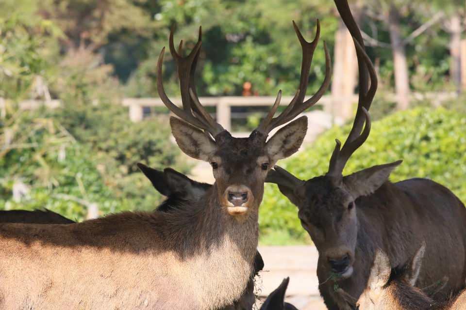 <p><strong> Çocuklara lemurları besleme imkanı sunuluyor </strong></p>

<p>Park Müdürü Şahin Afşin, AA muhabirine yaptığı açıklamada 4 bin 125 metrekarelik alanda, yaban hayvanlarına en iyi şekilde bakmaya çalıştıklarını ifade etti.</p>
