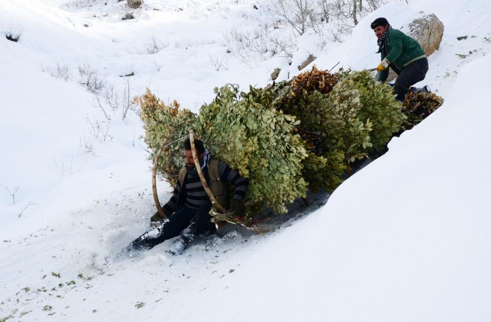 <p>Bitlis ve Muş'ta besiciler, çetin kış şartları ve bölgenin zorlu coğrafyasına rağmen hayvanlarının bakımını ihmal etmiyor.</p>
