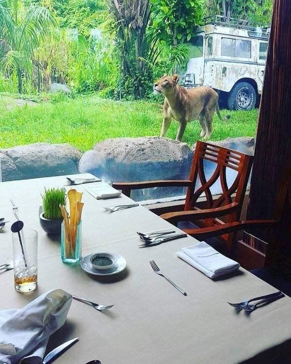 <p><strong>Tsavo Lion Restaurant (ENDONEZYA)</strong><br />
</p>