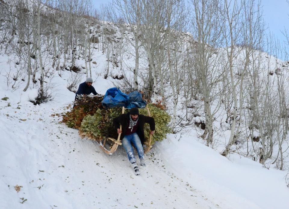 <p>Bitlis'te merkeze bağlı Değirmenaltı köyünde sabahın erken saatlerinde bir araya gelen besiciler, kar kalınlığının yer yer bir metreyi bulduğu bölgede olumsuz hava koşullarına rağmen her gün yaklaşık 6 kilometre yürüyerek meşe dallarının bulunduğu alana ulaşıyor. </p>

<p> </p>
