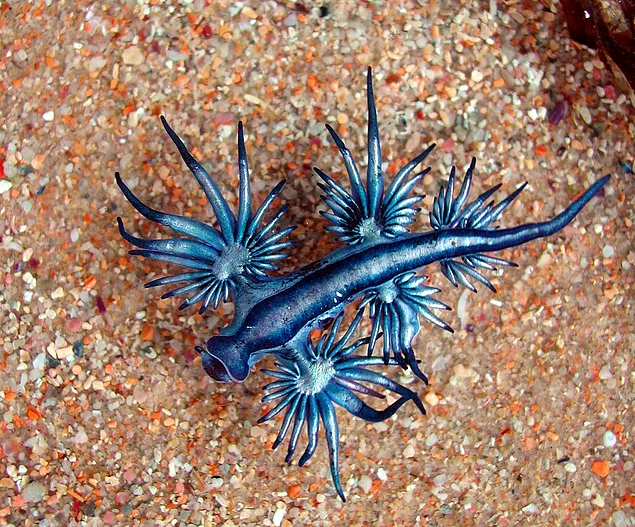 <p><strong>Glaucus Atlanticus</strong></p>
