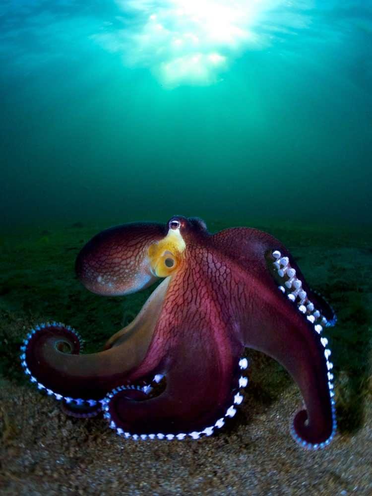<p><strong>Okyanus sanat yarışmasını kazanan en iyi okyanus fotoğrafları...</strong></p>
