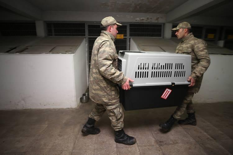 <p><strong>Yeteneklerine göre ayrılıyorlar</strong></p>

<p>Özel görevler için Köpek Üretim ve Bakım Bölük Komutanlığında damızlık olarak ayrılan ve ırklarının en iyi özelliklerini taşıyan köpeklerin yavruları seçiliyor. Yavruların bakımları, doğdukları andan itibaren büyük titizlikle gerçekleştiriliyor.</p>
