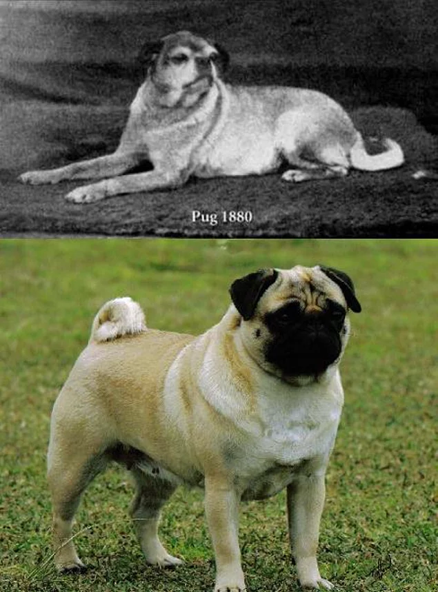 <p><strong> Pug cinsi köpeğin 1880'deki ve şimdiki görüntüsü.</strong></p>

<p> </p>
