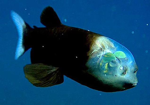 <p><strong>Barreleye</strong></p>
