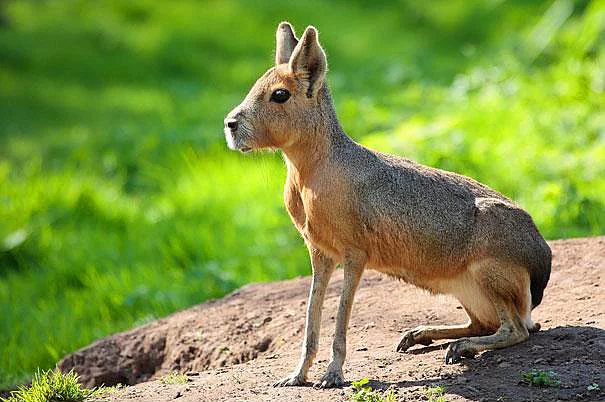 <p><strong>Patagonian Mara</strong></p>
