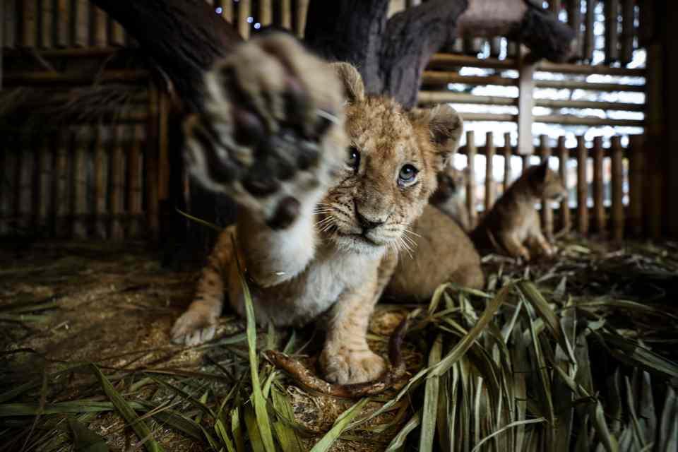 <p>Aslan Park ailesine 3,5 ay önce 3 Bengal kaplanı ile 4 Afrika aslan yavrusu katıldı. Kendilerine ayrılan bölümde yaşamlarını sürdüren 7 yavru sevimlilikleriyle dikkati çekiyor. </p>

<p> </p>
