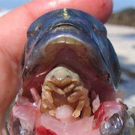 <p>Balıkların solungaçlarına giren, dillerini yiyen bir dil paraziti. </p>
