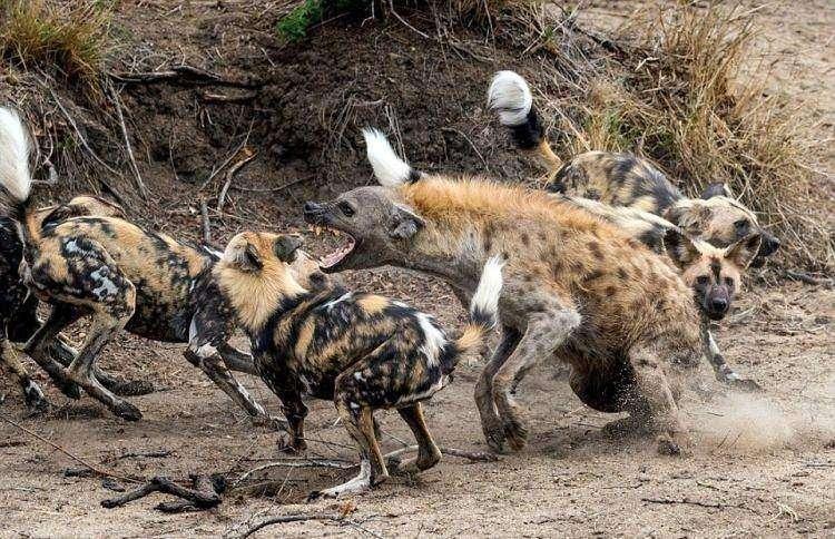 <p>Bir anda etrafını saran köpekleri gören sırtlan neye uğradığını şaşırdı.</p>
