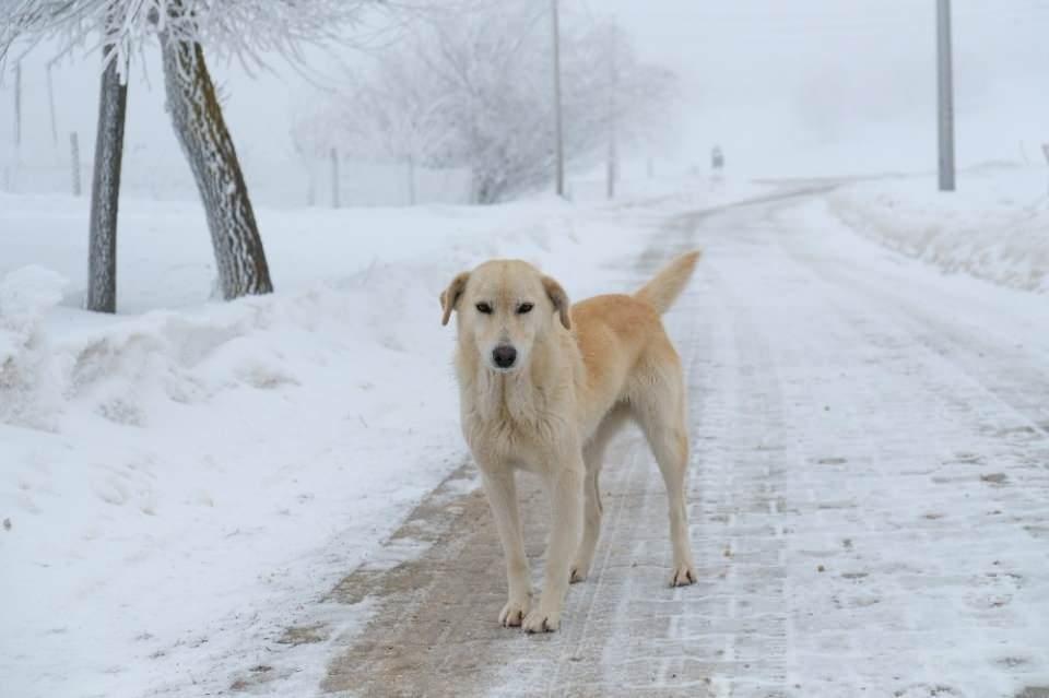<p>Bu da bizim i&ccedil;in b&uuml;y&uuml;k bir nimet. Yazın sularımız bol oluyor, sebze, meyve ve ekinlerimiz bol oluyor.&nbsp;</p>
