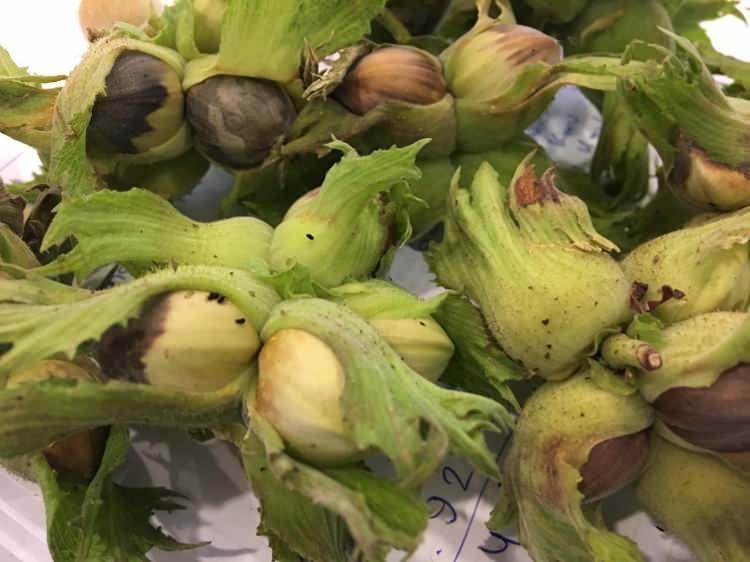 Karadeniz’de hızla yayılıyor, 1 milyar dolar zarar var