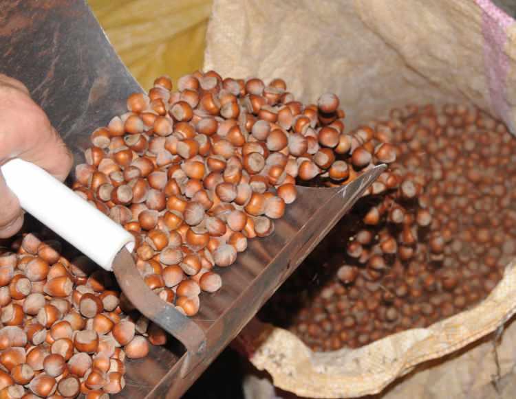 Karadeniz’de hızla yayılıyor, 1 milyar dolar zarar var