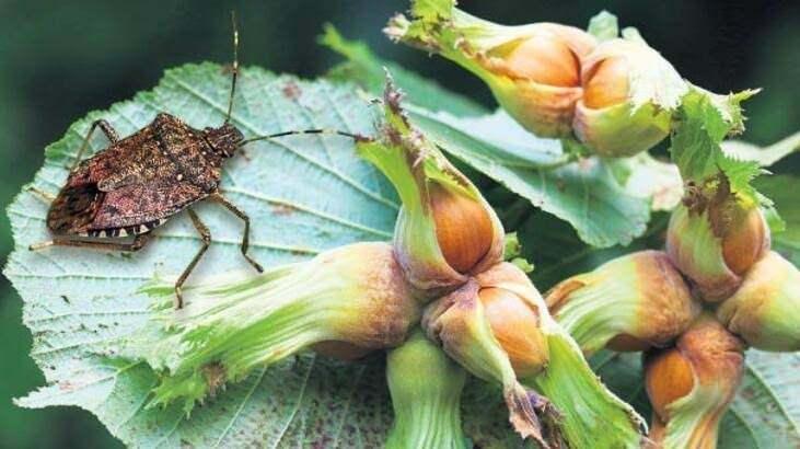 Karadeniz’de hızla yayılıyor, 1 milyar dolar zarar var