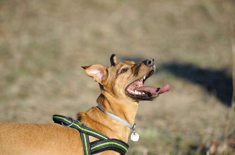 <p>Köpek</p>
<p>Sizce yılda kaç insan köpekler yüzünden ölüyor?</p>