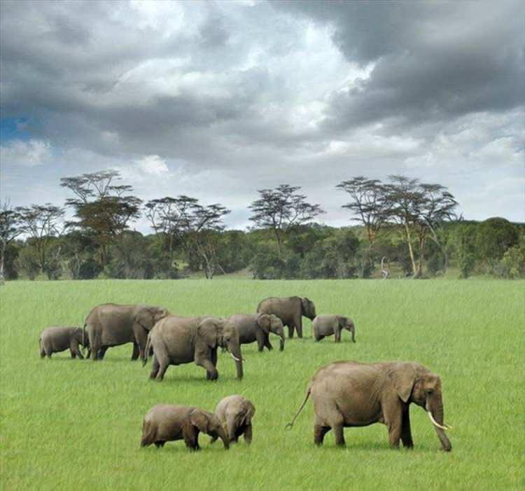 <p><strong>Kenya</strong></p>

<p>Kapıda vize ve Online vize uygulamaları var.</p>

<p>Kenya sınır kapılarında parmak izi ve retina taraması yaparak 50 ABD Doları karşılığında tek girişlik vize veriyor. </p>
