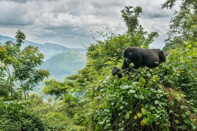<p><strong>Uganda</strong></p>
<p>Kapıda vize uygulaması var.</p>
<p>Uganda sınır kapılarında 50 ABD doları karşılığında 90 günlük vize alınıyor.</p>
<p>Ayrıca <strong>East Africa Visa</strong> grup vizesi alarak Uganda, Kenya ve Ruanda ülkelerini tek seferde gezebilirsiniz. Bu ülkelerin havalimanlarında veya kara sınır kapılarında pasaportunuz, aşı kartınız ve 100 ABD Doları ile çok girişli vizenizi alabilirsiniz.</p>