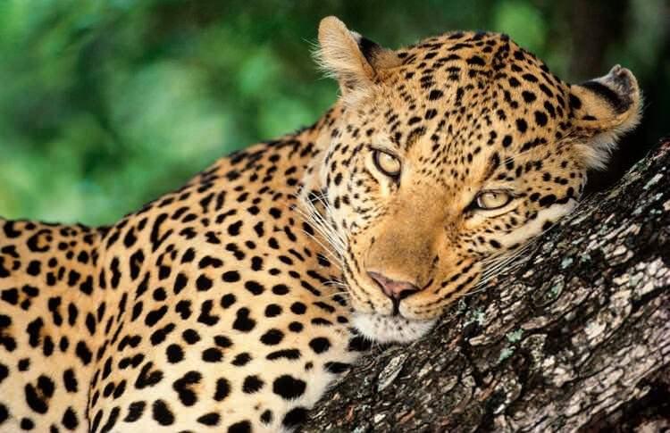 <p>Leopar</p>
<p>Sizce yılda kaç insan leopar yüzünden ölüyor?</p>