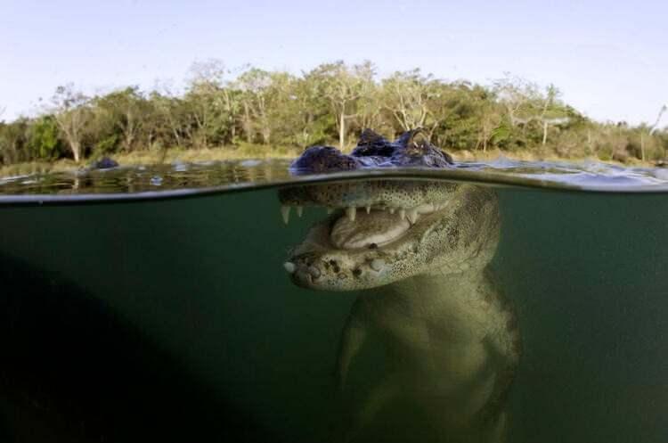 <p><strong>Timsah (Alligator)</strong></p>

<p><br />
Sizce yılda kaç insan timsahlar yüzünden ölüyor?</p>

<p> </p>
