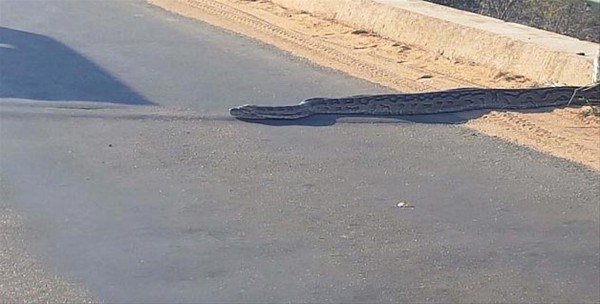 <p> Güney Afrika'da buluna Kruger Milli Parkı yolunda ilginç bir görüntü. </p>

<p> </p>
