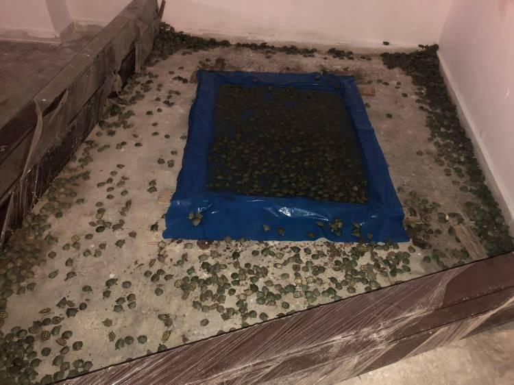 <p>- Ricky adlı dedektör köpek zulayı buldu</p>
<p>Kapıkule Gümrük Sahası'na gelen Sırbistan pasaportlu şahsın aracı şüphe üzerine dedektör köpek ile arandı. "Ricky’’ isimli köpeğin araçtaki stepne ve cam silecek kollarının altındaki plastik muhafazaya aşırı tepki vermesi üzerine yapılan detaylı aramada, plastik muhafazanın boşluğunda 18 silindir paket içinde yüklü miktarda uyuşturucu ele geçirildi.</p>
<p>Aynı sahada bir tırda ise narkotik dedektör köpekleri "Venüs" ve "Ricky" marifetiyle yapılan aramada da köpeklerin duş teknelerinin bulunduğu bölgeye tepki vermeleri üzerine, taban kısımda zula olarak tabir edilen bölmede 936 pakette eroin bulundu.</p>
<p>Türkiye'den çıkış yapmak üzere Kapıkule Gümrük Sahası'na gelen bir araçta yapılan arama ve kontrollerde ise bu kez başrolde "Benga" ve "Maske" isimli narkotik dedektör köpekler de yer aldı. Köpeklerin, aracın bagaj bölgesine aşırı tepki vermesi üzerine buradaki LPG yakıt tankı sökülerek çıkarıldı. Söz konusu bölgede 40 paket eroin ele geçirildi. </p>