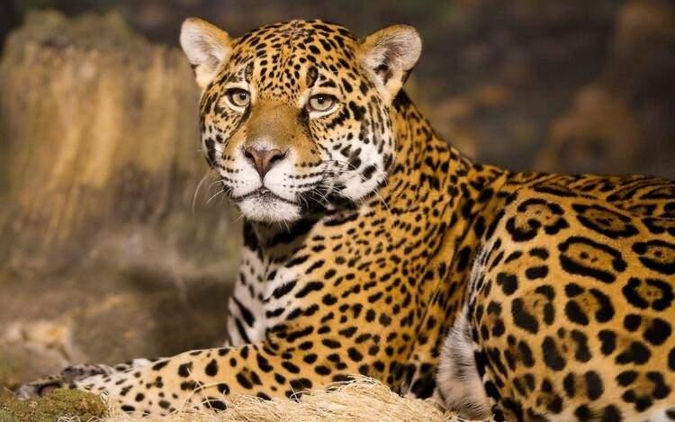 <p>Her yıl en az 29 kişi leoparlar yüzünden hayatını kaybediyor.</p>
<p> </p>