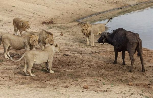 <p>Güney Afrika'da etrafı aslanlar tarafından çevrilen bufalo, gösterdiği mücadele ile hayrete düşürdü.</p>

<p> </p>
