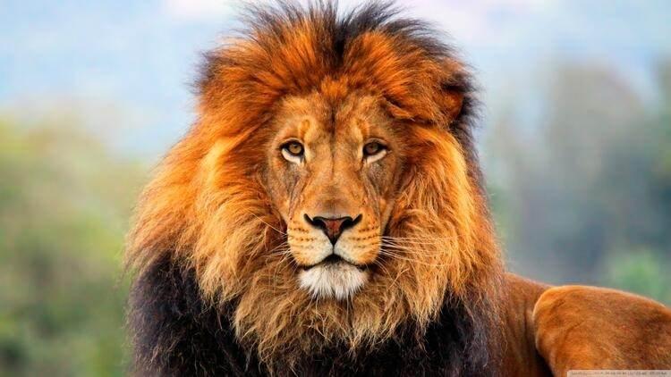 <p><strong>Aslan</strong></p>
<p>Sizce yılda kaç insan aslanlar yüzünden ölüyor?</p>